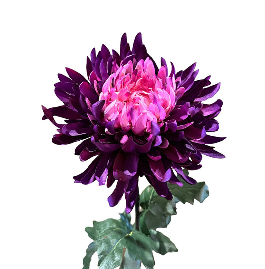 Dahlia Purple (pre-order)